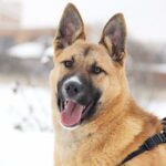 Чеддер собака из приюта на пристройство, частный приют Зов Предков zovpredkov.net фото 7