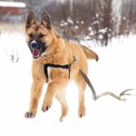 Чеддер собака из приюта на пристройство, частный приют Зов Предков zovpredkov.net фото 8
