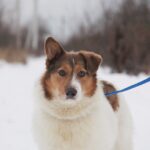 Снуппи собака из приюта на пристройство, частный приют Зов Предков zovpredkov.net фото 7