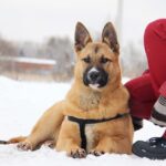 Чеддер собака из приюта на пристройство, частный приют Зов Предков zovpredkov.net фото 4