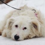 Бетти собака из приюта на пристройство, частный приют для бездомных животных Зов Предков zovpredkov.net фото 6