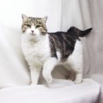 Элита кошка из приюта для бездомных животных Зов Предков на пристройство zovpredkov.net фото 1