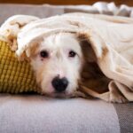Бетти собака из приюта на пристройство, частный приют для бездомных животных Зов Предков zovpredkov.net фото 7
