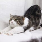 Элита кошка из приюта для бездомных животных Зов Предков на пристройство zovpredkov.net фото 5