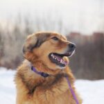 Шегги собака из приюта на пристройство, частный приют Зов Предков zovpredkov.net фото 7