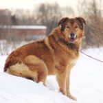 Шегги собака из приюта на пристройство, частный приют Зов Предков zovpredkov.net фото 4