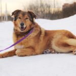 Шегги собака из приюта на пристройство, частный приют Зов Предков zovpredkov.net фото 5