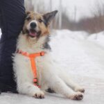 Амели собака из приюта на пристройство, частный приют для бездомных животных Зов Предков zovpredkov.net фото 5