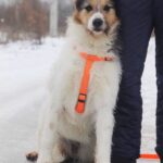 Амели собака из приюта на пристройство, частный приют для бездомных животных Зов Предков zovpredkov.net фото 3