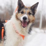 Амели собака из приюта на пристройство, частный приют для бездомных животных Зов Предков zovpredkov.net фото 8