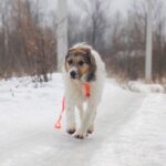 Амели собака из приюта на пристройство, частный приют для бездомных животных Зов Предков zovpredkov.net фото 1