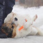 Амели собака из приюта на пристройство, частный приют для бездомных животных Зов Предков zovpredkov.net фото 2