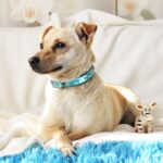 Бисквит собака из приюта на пристройство, частный приют для бездомных животных Зов Предков zovpredkov.net фото 7