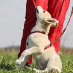 Баунти собака из приюта на пристройство, частный приют для бездомных животных Зов Предков zovpredkov.net фото 5