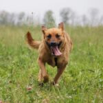 Искра собака из приюта на пристройство, частный приют для бездомных животных Зов Предков zovpredkov.net фото 2