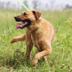 Искра собака из приюта на пристройство, частный приют для бездомных животных Зов Предков zovpredkov.net фото 5