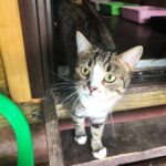 Шервуд кот из приюта на пристройство приют для бездомных животных Зов Предков zovpredkov.net фото 16