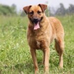 Искра собака из приюта на пристройство, частный приют для бездомных животных Зов Предков zovpredkov.net фото 3