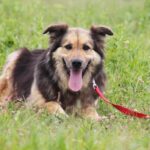 Фома собака из приюта на пристройство, частный приют для бездомных животных Зов Предков zovpredkov.net фото 8