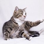 Шервуд кот из приюта на пристройство приют для бездомных животных Зов Предков zovpredkov.net фото 5