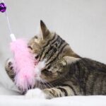 Шервуд кот из приюта на пристройство приют для бездомных животных Зов Предков zovpredkov.net фото 8