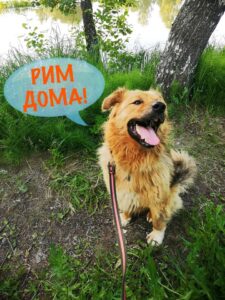 Счастливая история Рима частный приют для бездомных животных Зов Предков zovpredkov.net