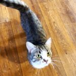 Шервуд кот из приюта на пристройство приют для бездомных животных Зов Предков zovpredkov.net фото 3