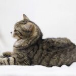 Шервуд кот из приюта на пристройство приют для бездомных животных Зов Предков zovpredkov.net фото 6