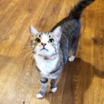 Шервуд кот из приюта на пристройство приют для бездомных животных Зов Предков zovpredkov.net фото 4
