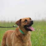 Искра собака из приюта на пристройство, частный приют для бездомных животных Зов Предков zovpredkov.net фото 1