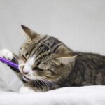 Шервуд кот из приюта на пристройство приют для бездомных животных Зов Предков zovpredkov.net фото 7