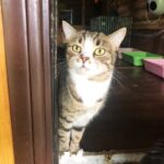 Шервуд кот из приюта на пристройство приют для бездомных животных Зов Предков zovpredkov.net фото 15