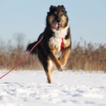 Фэнди собака из приюта на пристройство, частный приют для бездомных животных Зов Предков zovpredkov.net фото 11