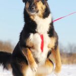 Фэнди собака из приюта на пристройство, частный приют для бездомных животных Зов Предков zovpredkov.net фото 13