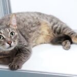 Ариша кошка из приюта на пристройство приют для бездомных животных Зов Предков zovpredkov.net фото 2