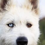 Ирис собака из приюта на пристройство, частный приют для бездомных животных Зов Предков zovpredkov.net фото 7