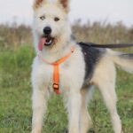 Ирис собака из приюта на пристройство, частный приют для бездомных животных Зов Предков zovpredkov.net фото 2