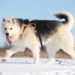 Ирис собака из приюта на пристройство, частный приют для бездомных животных Зов Предков zovpredkov.net фото 12