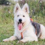 Ирис собака из приюта на пристройство, частный приют для бездомных животных Зов Предков zovpredkov.net фото 6