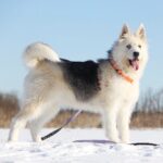 Ирис собака из приюта на пристройство, частный приют для бездомных животных Зов Предков zovpredkov.net фото 13