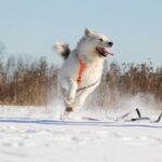 Ирис собака из приюта на пристройство, частный приют для бездомных животных Зов Предков zovpredkov.net фото 11