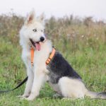 Ирис собака из приюта на пристройство, частный приют для бездомных животных Зов Предков zovpredkov.net фото 4