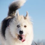 Ирис собака из приюта на пристройство, частный приют для бездомных животных Зов Предков zovpredkov.net фото 16