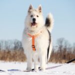 Ирис собака из приюта на пристройство, частный приют для бездомных животных Зов Предков zovpredkov.net фото 15