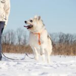 Ирис собака из приюта на пристройство, частный приют для бездомных животных Зов Предков zovpredkov.net фото 9