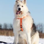 Ирис собака из приюта на пристройство, частный приют для бездомных животных Зов Предков zovpredkov.net фото 14