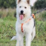 Ирис собака из приюта на пристройство, частный приют для бездомных животных Зов Предков zovpredkov.net фото 3