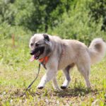 Джуди собака из приюта на пристройство, частный приют для бездомных животных Зов Предков zovpredkov.net фото 3
