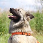 Джуди собака из приюта на пристройство, частный приют для бездомных животных Зов Предков zovpredkov.net фото 5