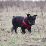 Понго щенок из приюта на пристройство, частный приют для бездомных животных Зов Предков zovpredkov.net фото 3